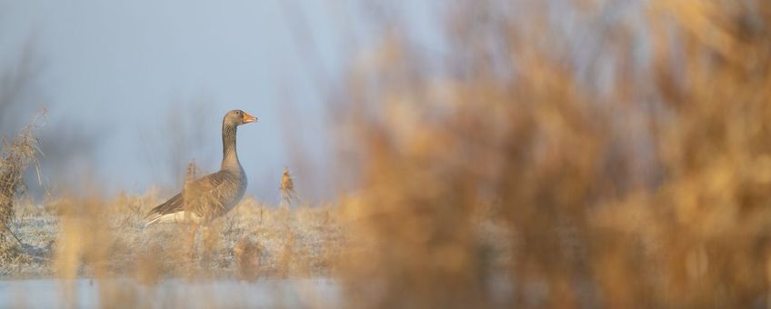 Grauwe gans