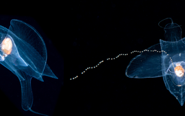 De zeevlinder Cymbulia peronii gefotografeerd tijdens een nachtduik bij Florida.
