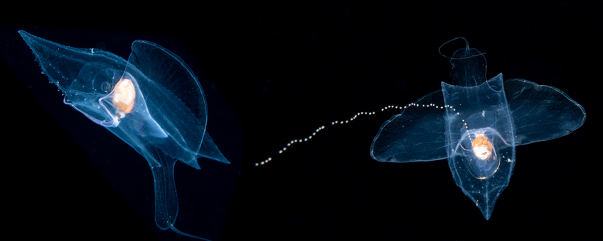 De zeevlinder Cymbulia peronii gefotografeerd tijdens een nachtduik bij Florida.