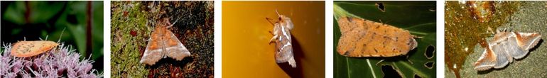 Rosy footman (Miltochrista miniata); herald (Scoliopteryx libatrix); common swift moth (Pharmacis lupulina); beaded chestnut (Agrochola lychnidis) & buff arches (Habrosyne pyritoides)