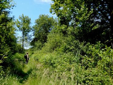  De Geelders, een bos in Brabant