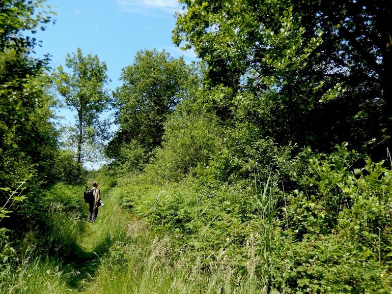 De leembossen van De Geelders in Het Groene Woud hebben een rijke structuur en zijn het domein van bijzondere planten en dieren, zoals de kleine ijsvogelvinder