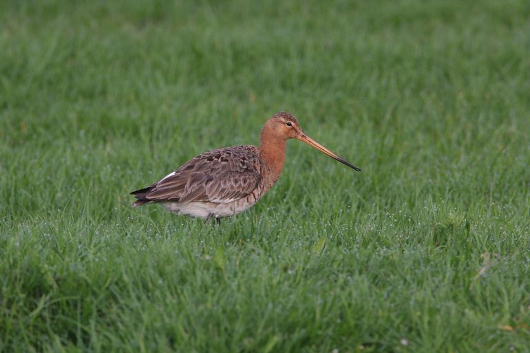 Grutto in het veld