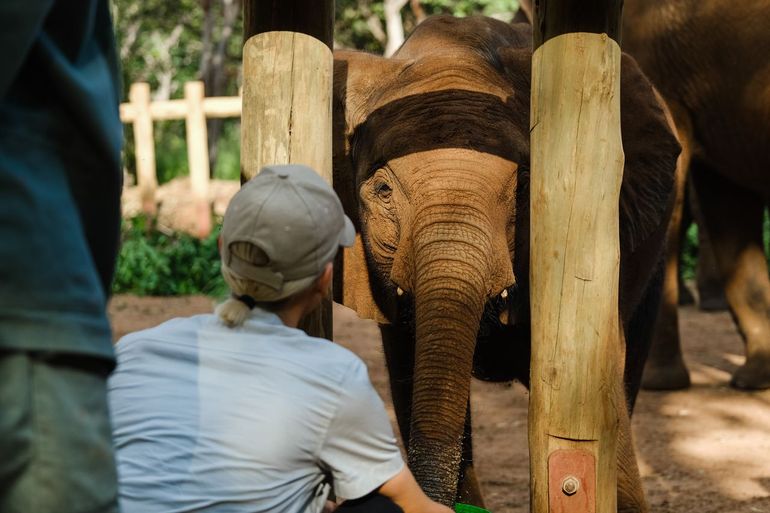 Nicolette meets Musa, the orphaned elephant who walked alone at the Panda Masuie launch site at the elephant sanctuary in Zimbabwe