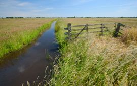 Kruidenrijk grasland in Donkse Laagten