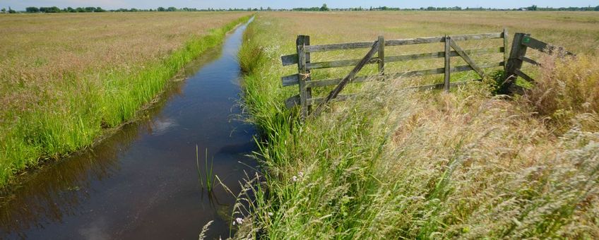 Kruidenrijk grasland in Donkse Laagten