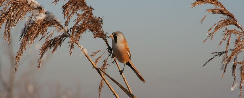 Baardman in de winter