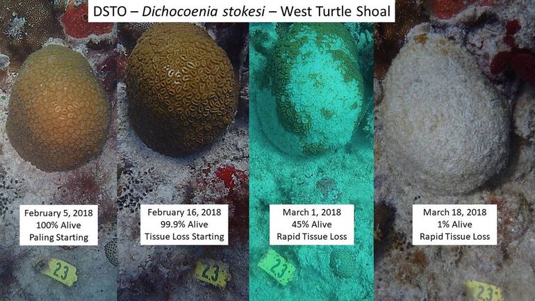 'Stony Coral Tissue Loss Disease' op koraal