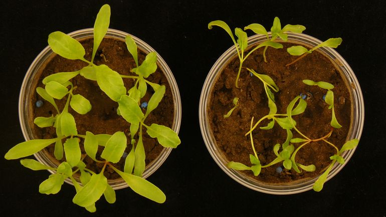 Wel of geen kleine hulptroepen aanwezig? Het verschil is duidelijk te zien aan deze planten. Het zijn zaailingen van suikerbieten