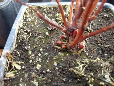 Fallopia × conollyana in winterrust, acht maanden na zaaien