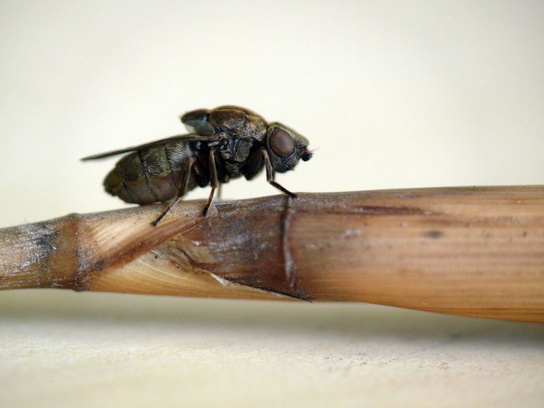 De rietsigaargalvlieg speelt een grote rol op de woningmarkt voor insecten