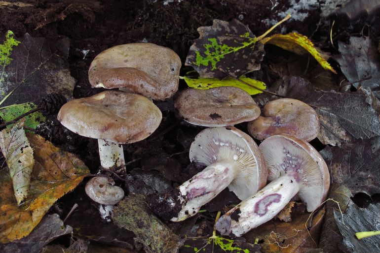 Sombere violetmelkzwam: de witte melk kleurt het gekneusde weefsel violet