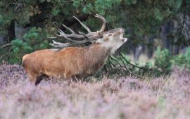 Bart Vastenhouw Edelhert Saxifraga