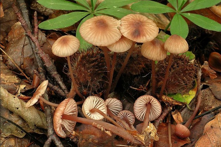 Kleine bloedsteelmycena. De Kleine bloedsteelmycena is een saprotroof levende paddenstoel die te lijden heeft van de stikstofdepositie