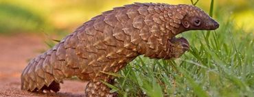 Pangolin