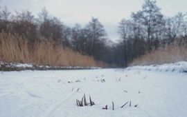Krabbenscheersloot in winter
Foto: Wout van der Slikke
