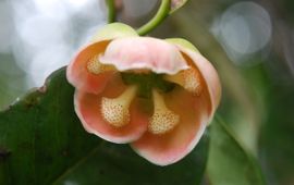 Allanblackia gabonensis (Pellegr.) Bamps, bloem van een wat struikachtige boom uit het Gabonese regenwoud, 