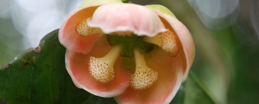 Allanblackia gabonensis (Pellegr.) Bamps, bloem van een wat struikachtige boom uit het Gabonese regenwoud, 