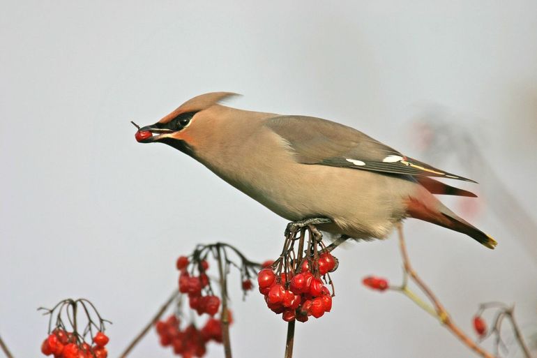 Na een goede nachtvorst smult deze pestvogel van de vruchten van Gelderse roos