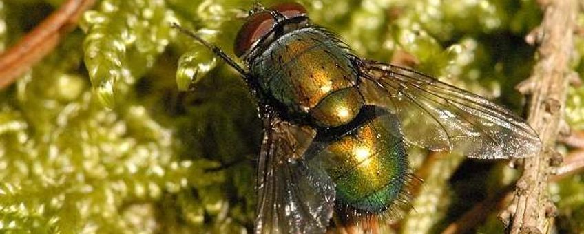 Groene paddenvlieg imago