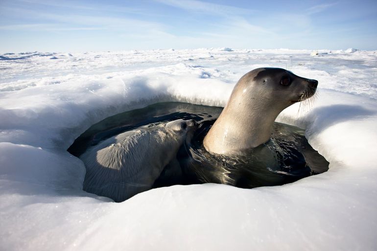 Een volwassen zadelrobvrouwtje en haar pup komen boven in een wak in het ijs