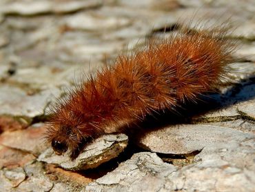 De rups van de kleine beer