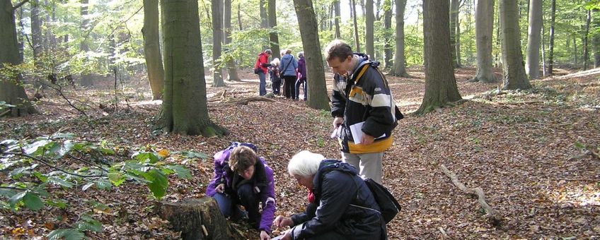 Inventariseren van paddenstoelen op de Wagenignse berg door de KNNV afdeling Wageningen en omstreken