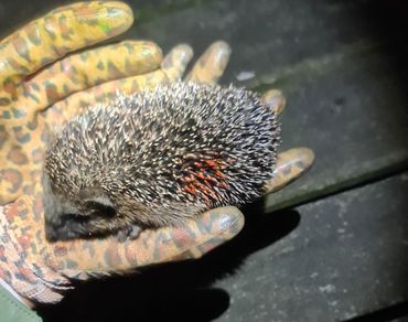 Gemarkeerde jonge egel uit Babberspolder West