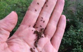 Berkensmalsnuiten (Kleidocerys resedae) op hand van Arnold van Vliet