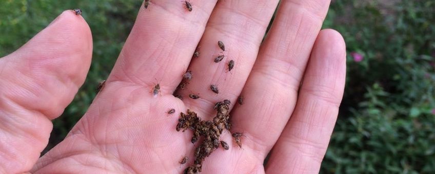 Berkensmalsnuiten (Kleidocerys resedae) op hand van Arnold van Vliet