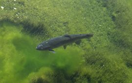 Jan van der Straaten, Saxifraga Salmo trutta ssp fario. Forel