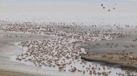 Vooral Grauwe Ganzen en Bergeenden op een wadplaat