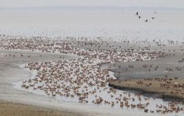 Vooral Grauwe Ganzen en Bergeenden op een wadplaat