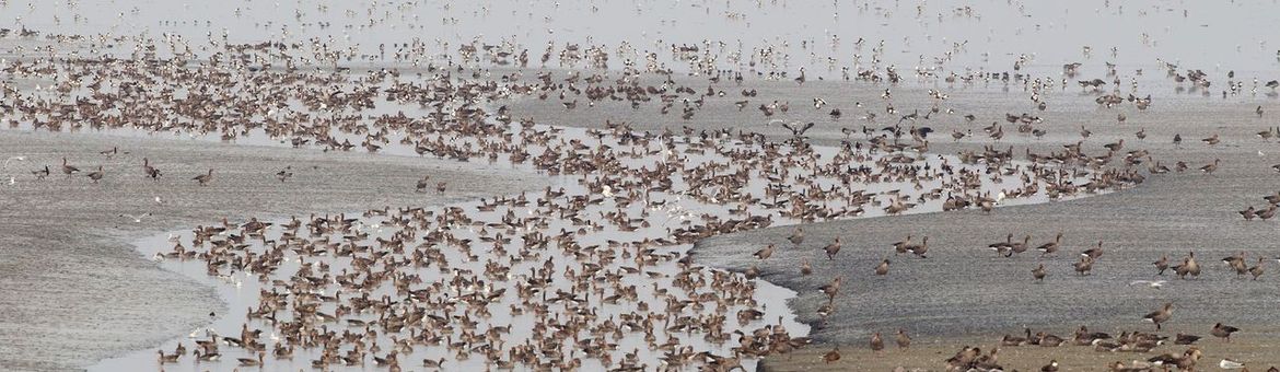 Vooral Grauwe Ganzen en Bergeenden op een wadplaat