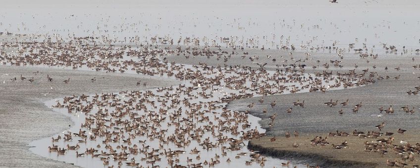 Vooral Grauwe Ganzen en Bergeenden op een wadplaat