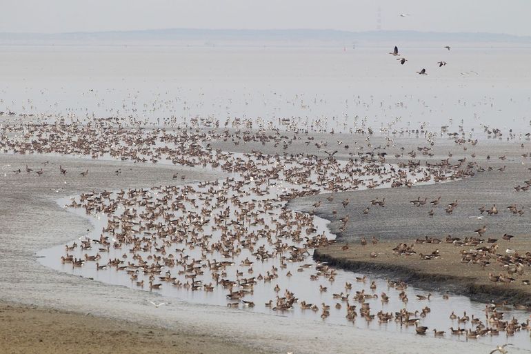 Vooral Grauwe Ganzen en Bergeenden op een wadplaat