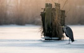 blauwe reiger op ijs