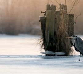 blauwe reiger op ijs
