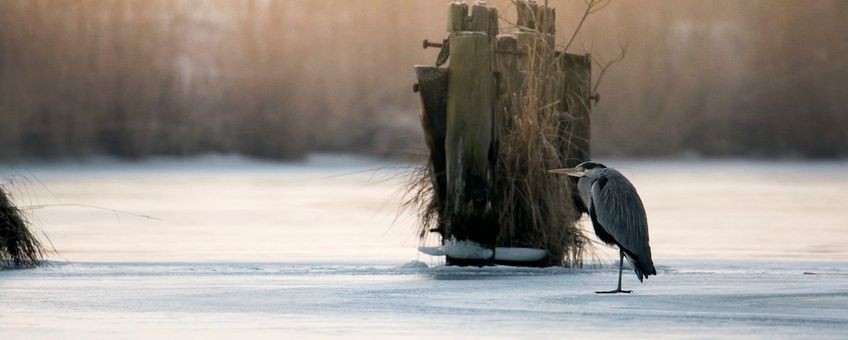 blauwe reiger op ijs