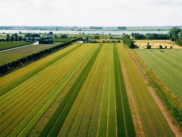 De BAM-akker van Peter van de Erve in Goudswaard, juni 2024