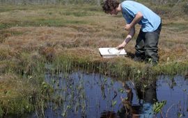 Gert-Jan van Duinen / Stichting Bargerveen Bemonstering van watermacrofauna in een randzone van hoogveen met Waterdrieblad