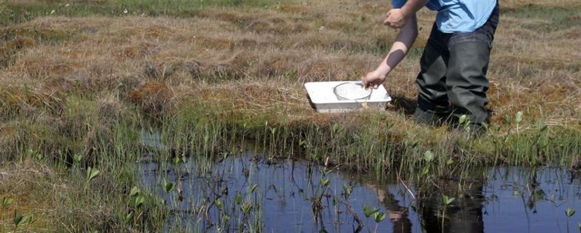 Bemonstering van watermacrofauna in een randzone van hoogveen met Waterdrieblad