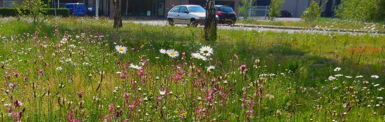 Bloeiende berm, mooi voor mensen en goed voor biodiversiteit