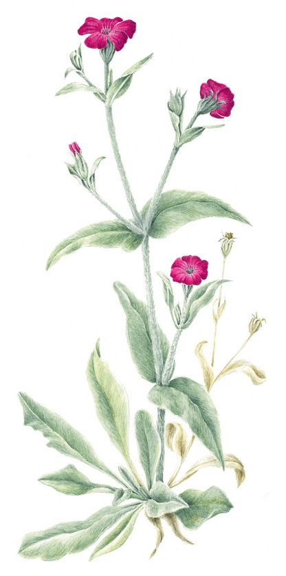 Botanische afbeelding van prikneus voor het Stoepplantjesalbum