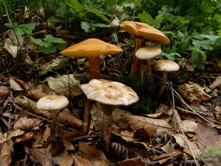 Groepje Lariksspijkerzwammen met twee Gele ringboleten