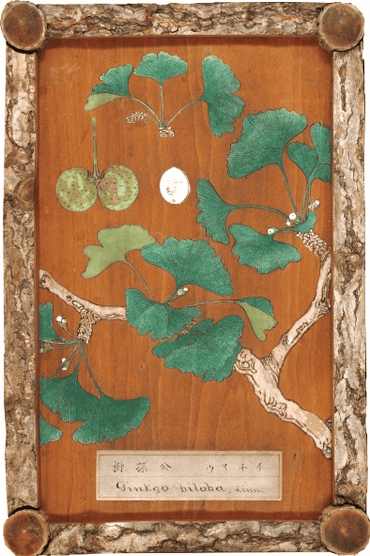 Ginkgo geschilderd op Ginkgo-hout. Onderdeel van een houtverzameling van Chikusai Kato, 1878