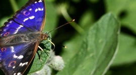 Kleine weerschijnvlinder - primair