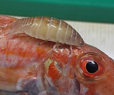 De Kopzittende luispissebed Anilocra frontalis, grijpt zich het liefst vast op een plekje direct achter het oog van de vis (zie ook leadfoto)