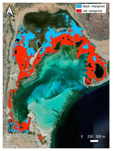 Thematische kaart van de verspreiding van de zwarte mangrove A. germinans (in blauw) en de rode mangrove R. mangle (in rood) in Lac Bay, afgeleid van de Sentinel-2-afbeelding geregistreerd op 23/03/2022