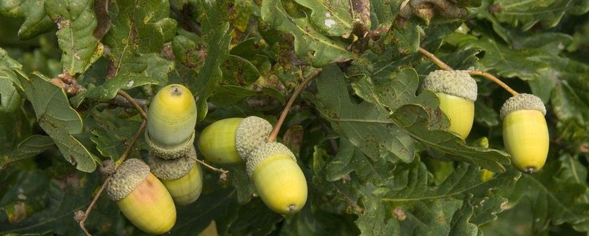 Quercus robur. Zomereik